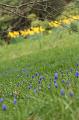 Bluebells, Cloudehill Gardens IMG_6545